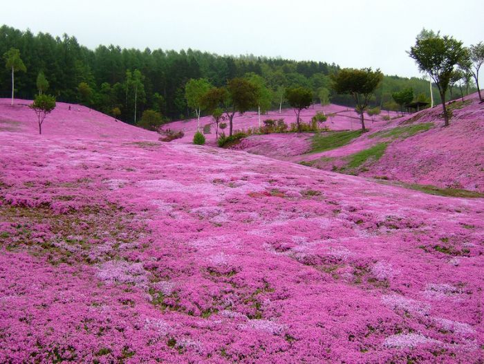 잔디공원 이미지