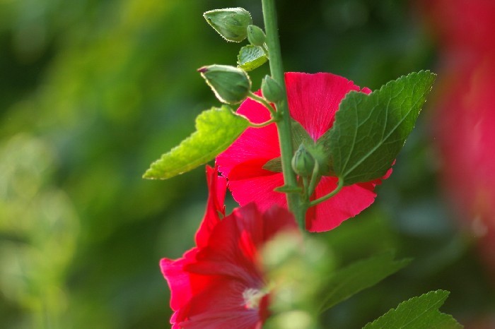 한송이 접시꽃을 피우기 위해 서쪽새는 그렇게  ~~~ ^&*
