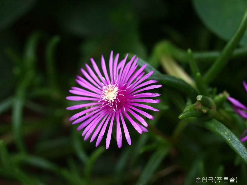 연꽃농원 이미지