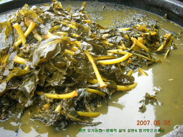 병아리 키우기 자연육추시에 먹이는 효소와 식물액, 미생물 급수