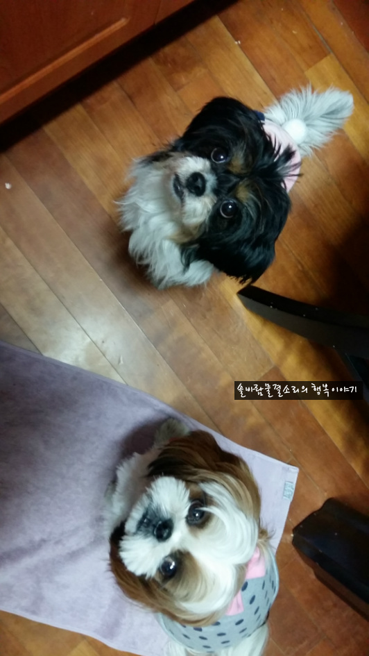 하늘이의 남자친구 짱아