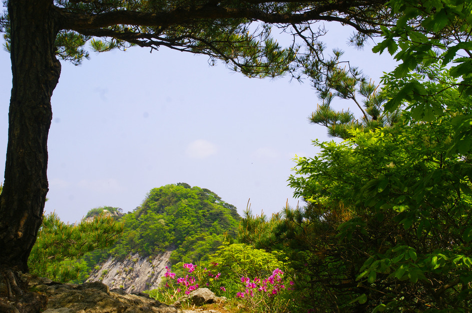 계룡산의 봄(동학사 ~ 갑사 / 15. 5. 9)
