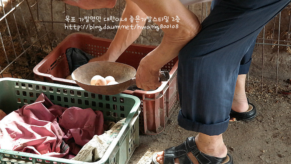 시골집 오골계 알 구경함