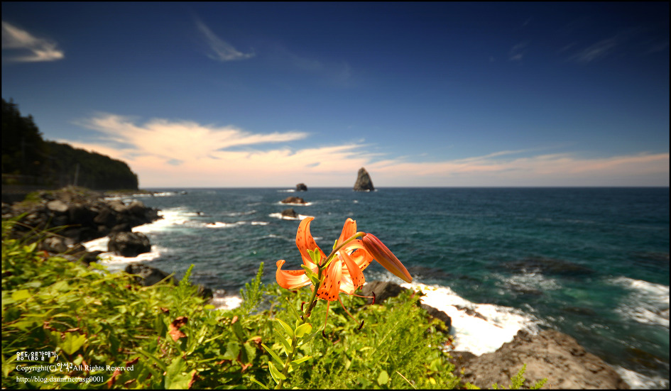 [울릉도]참나리꽃이 있는 울릉도 풍경