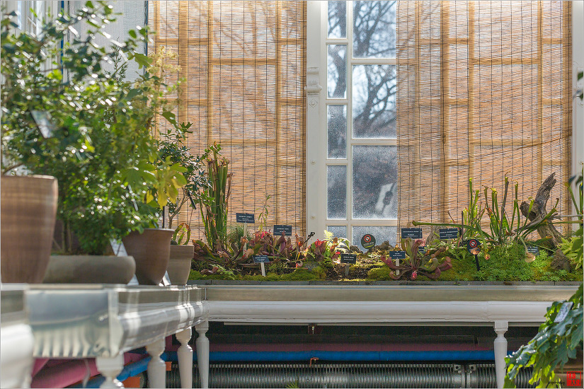 겨울날 창경궁 대온실을 찾았던 날에....