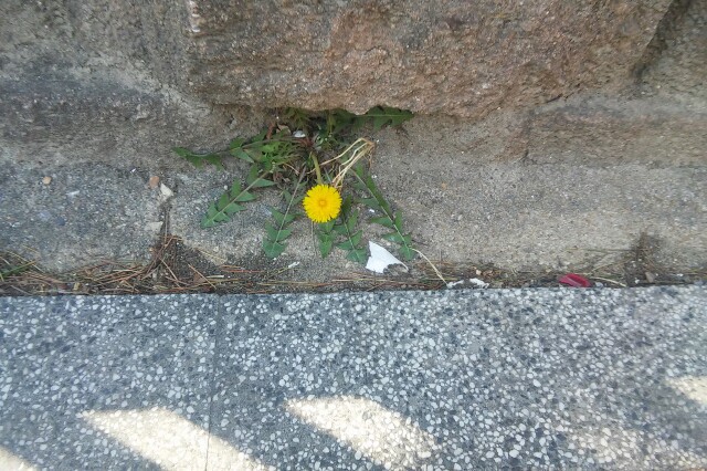  돌담밑  꽃 한송이
