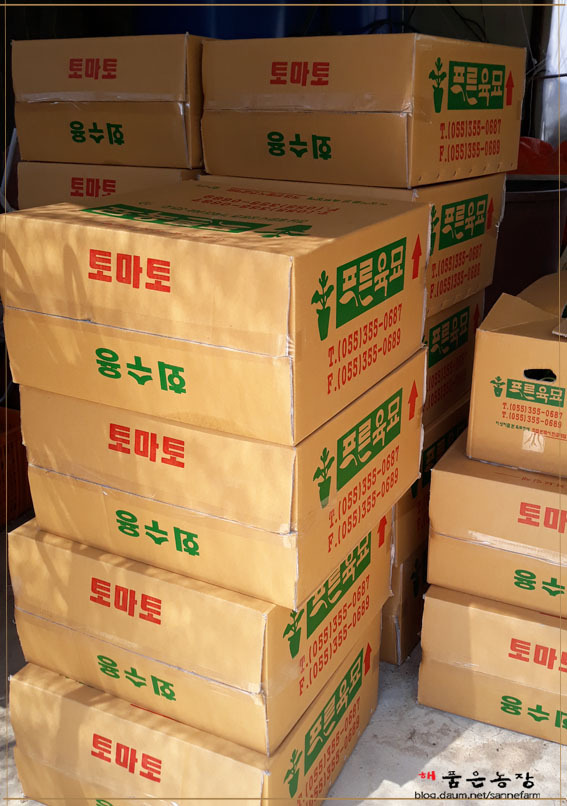 가지모종 도착했어요