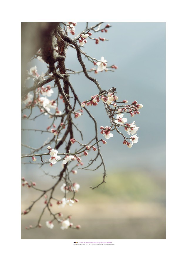 미수매(眉叟梅)