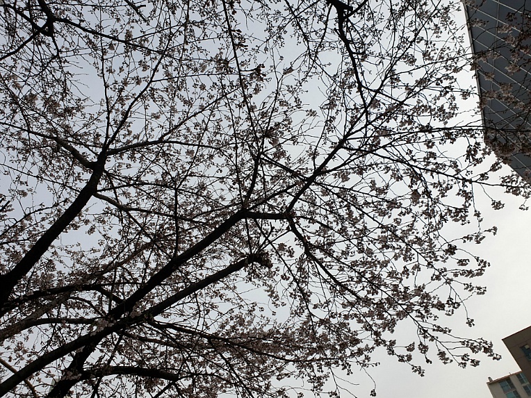 산책을 하면 기분이 좋아져요/ 우리 아파트에서 ....