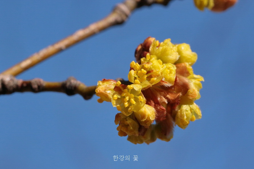 생강나무