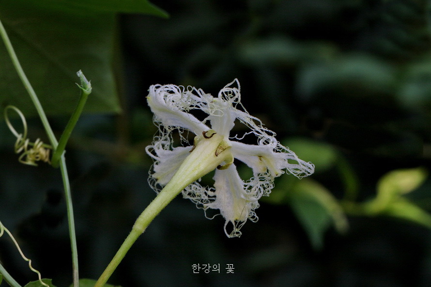 하늘타리