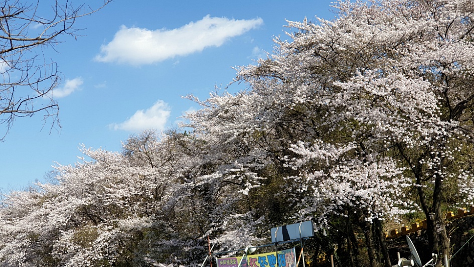 마산 무학산 진달래산행.