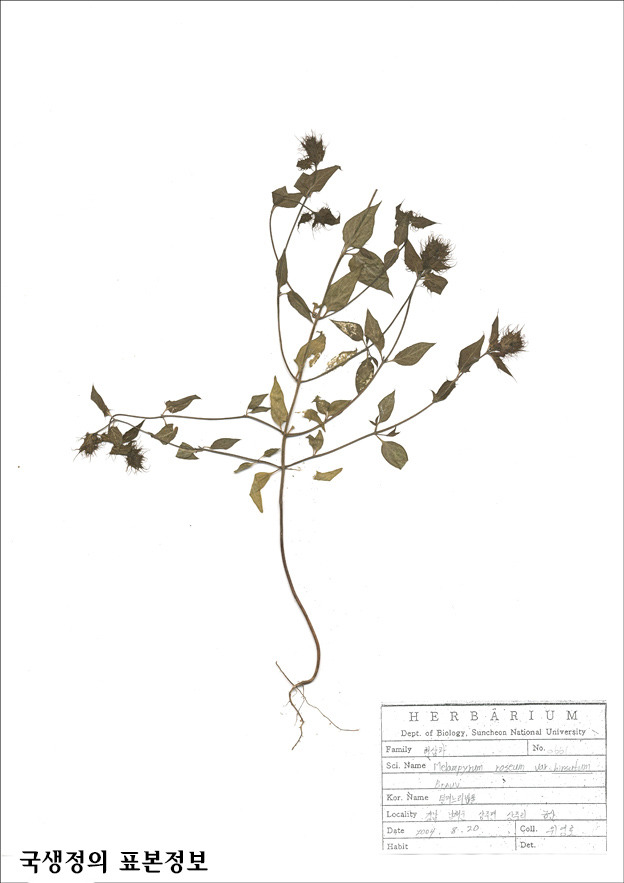현삼과 며느리밥풀(Melampyrum : 메람피룸)속 알아보기