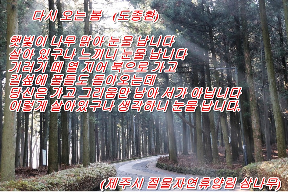 다시 오는 봄  (도종환)   &   <풍경: 제주시 자연절물휴양림 삼나무>
