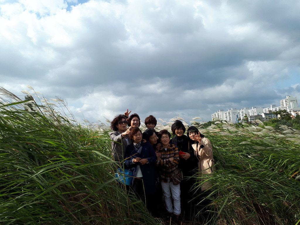 2017.10.22.태화강변 국화꽃