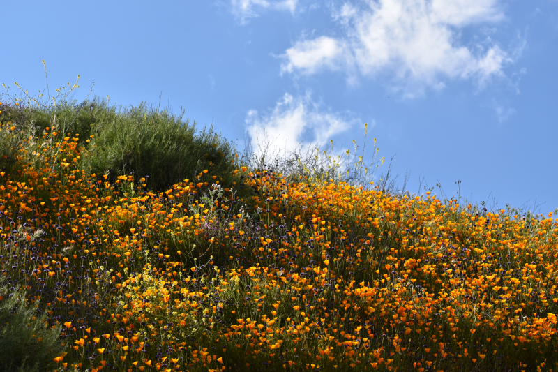 Elsinore-Walker Canyon / Poppy Fields