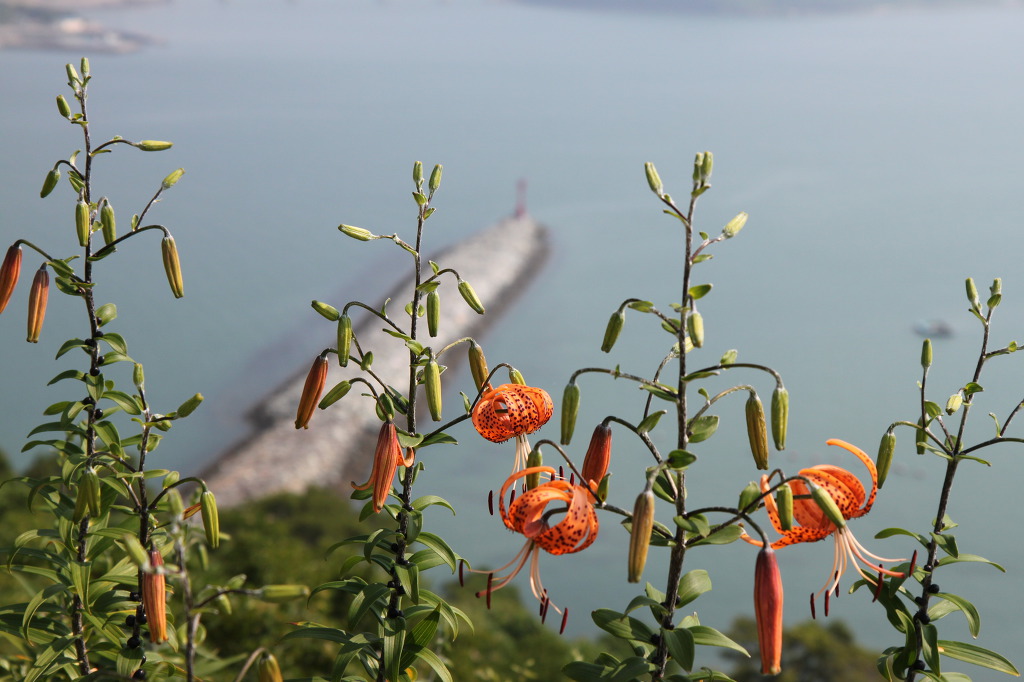쑥섬(애도)의 꽃들