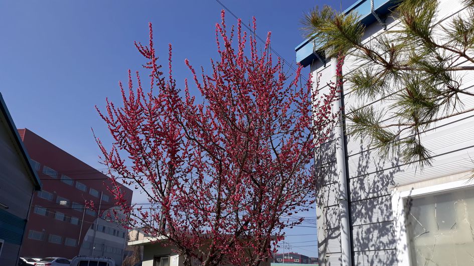 심학산, 파주