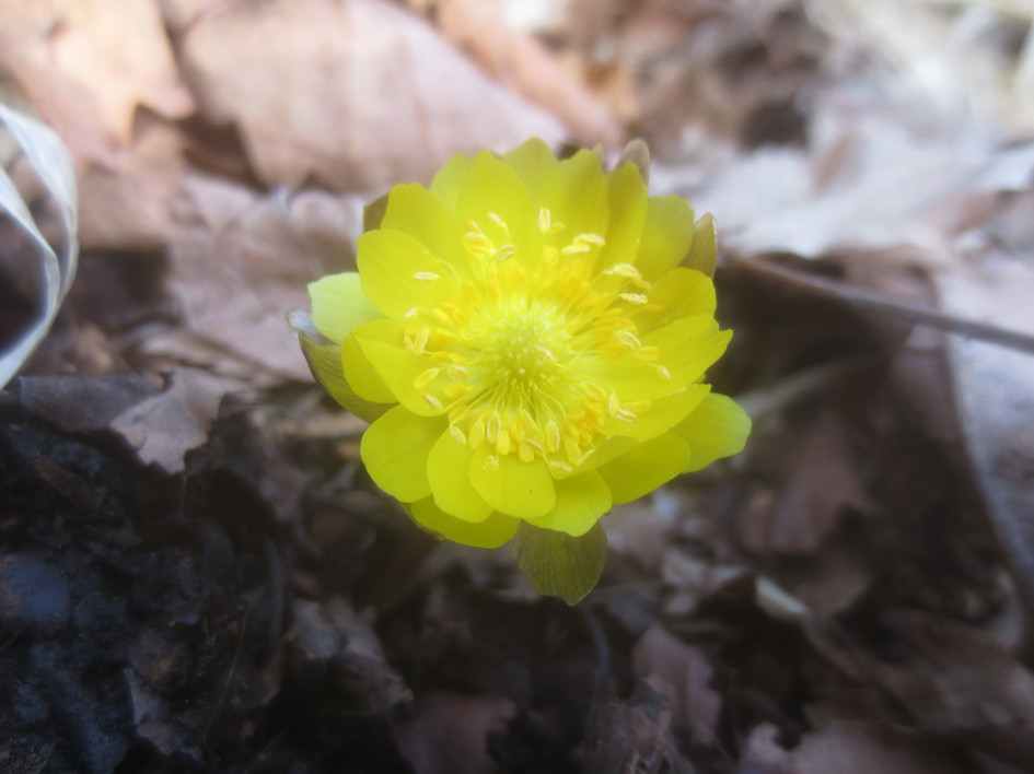 말굽버섯 산행기