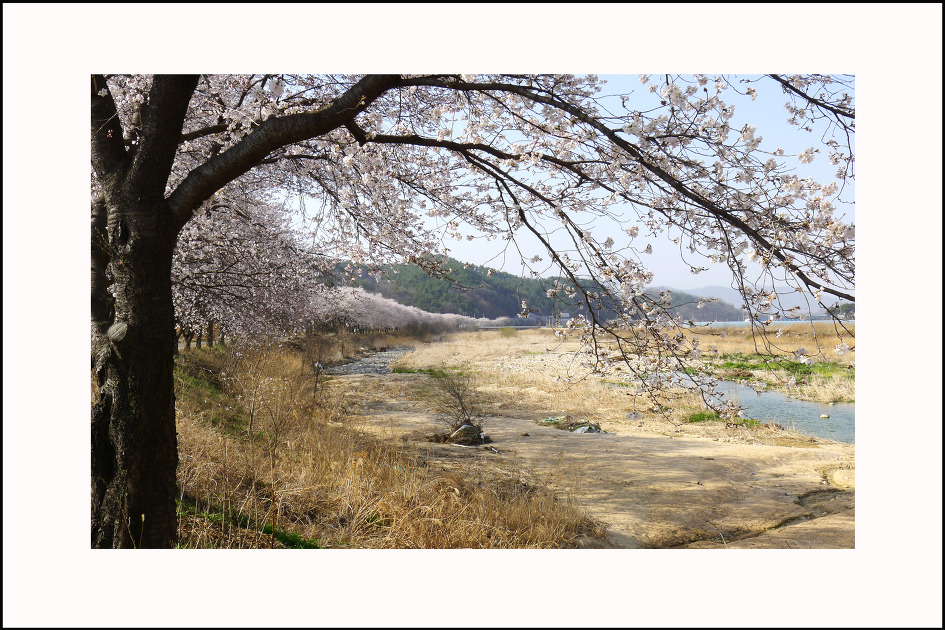 십리벚꽃