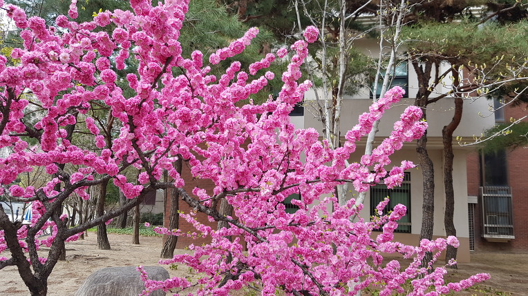 대구 중구 국채보상운동기념공원에 한국 원산지 연분홍색꽃 순수토종 풀또기(민첩홍옥매),꽃,효능.  