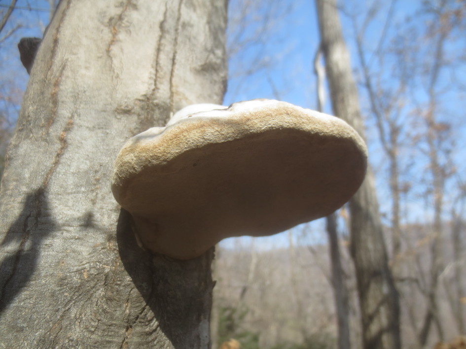 말굽버섯 산행기