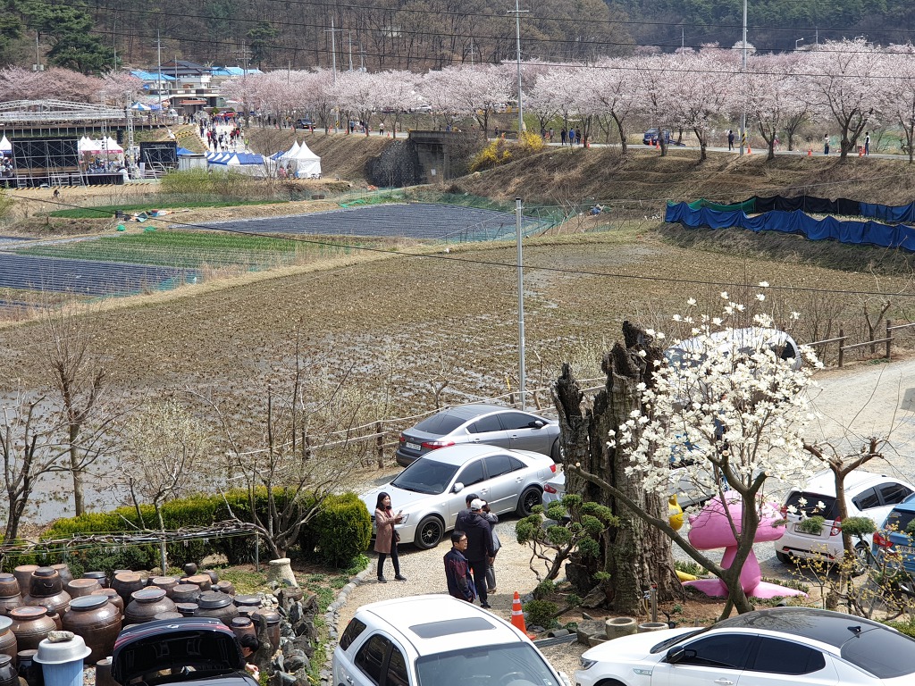제1회 대청호벚꽃축제