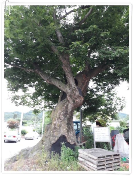 (여주게스트하우스 산새랑) 간매리 느티나무