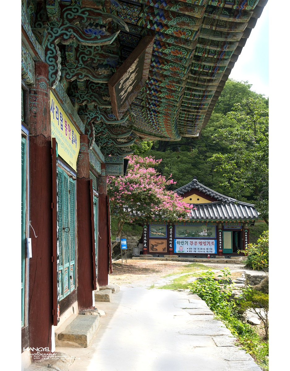 천년 사찰의 배롱나무꽃