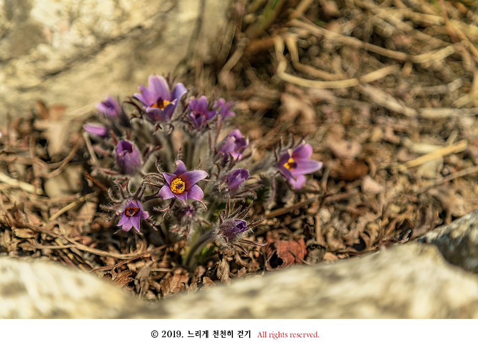 동강 생태체험관 앞 너른 바위에 피어있는 동강할미꽃