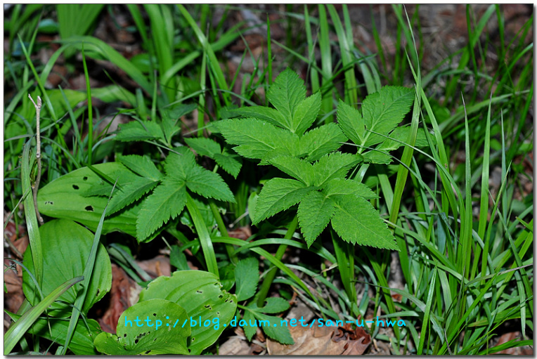 왜우산풀 (누룩치)