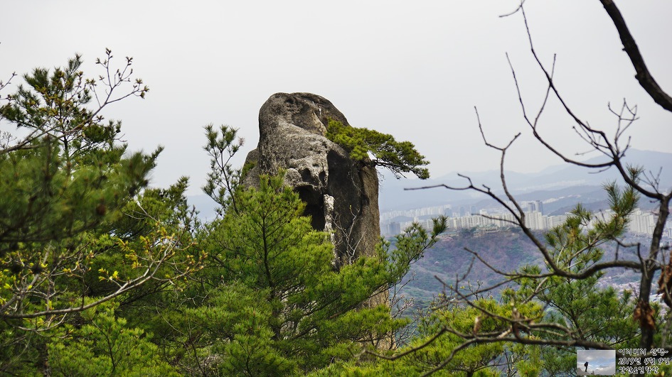 서대문,안산 & 인왕산...개나리,진달래가 흐드러지게 피어있고~