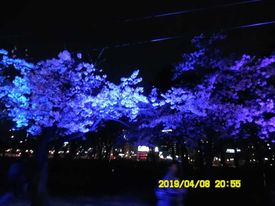[여의도] 윤중로 벚꽃