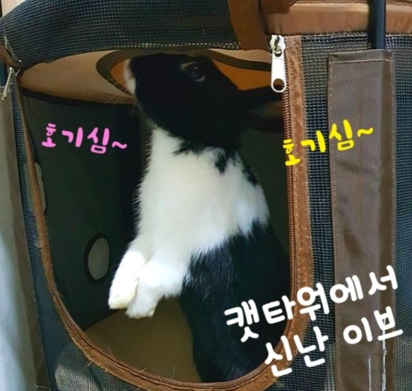 토끼 이브의 행복한 입양기^^
