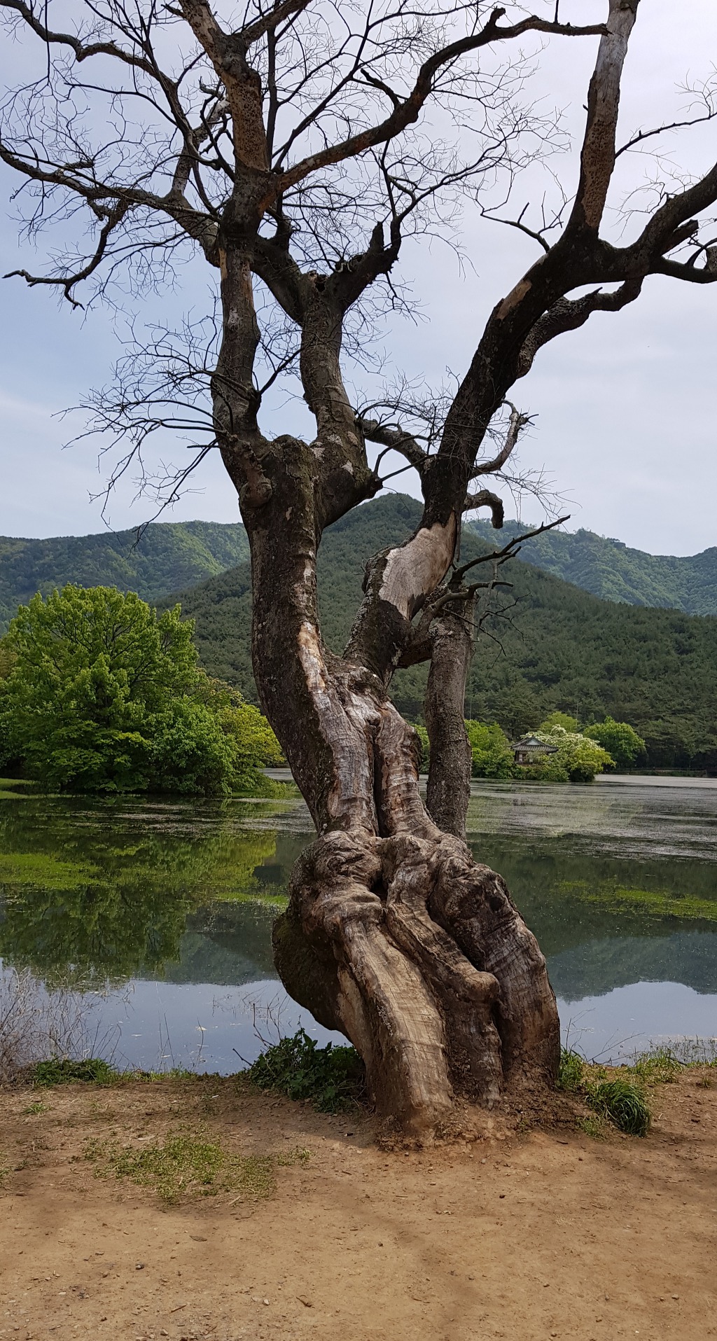 멋쟁이 소나무와 