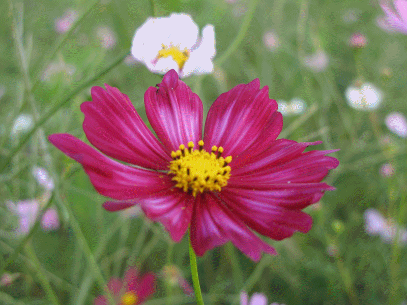 부산 화명생태공원에서 가을의 전령 "코스모스"와 함께...