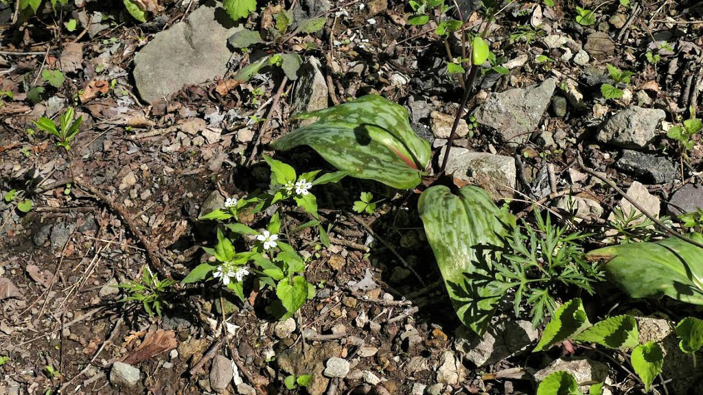 순천 송치..피나물군락