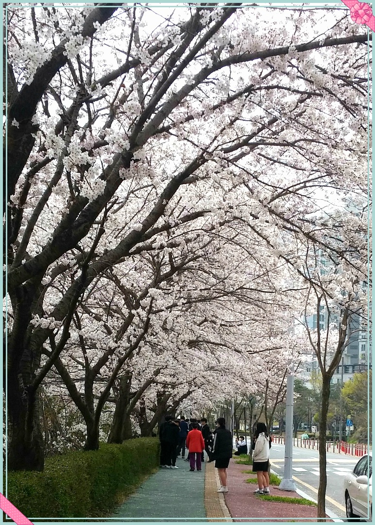 꽃 피는 봄날~~