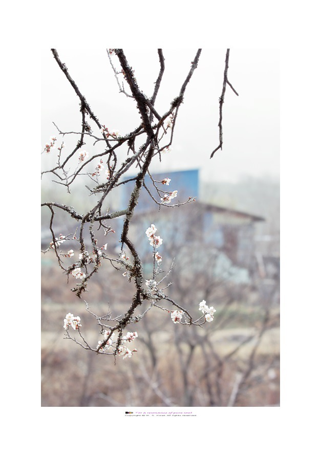 운리 백매(雲里白梅)