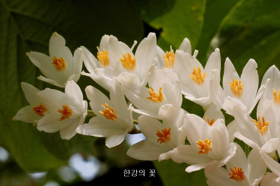 쪽동백나무