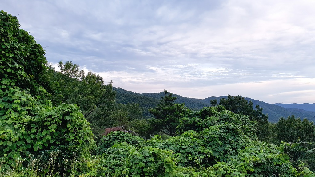 산천초목 이미지