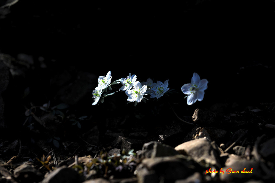 변산바람꽃..2019.02.24