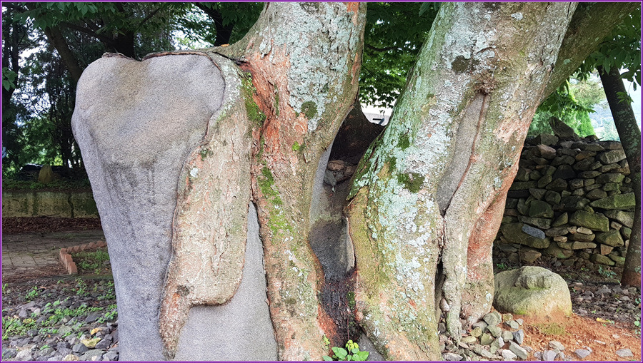 수령200년된 느티나무